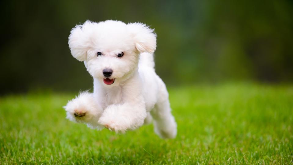 Let Your Dog Increase Your Step Count